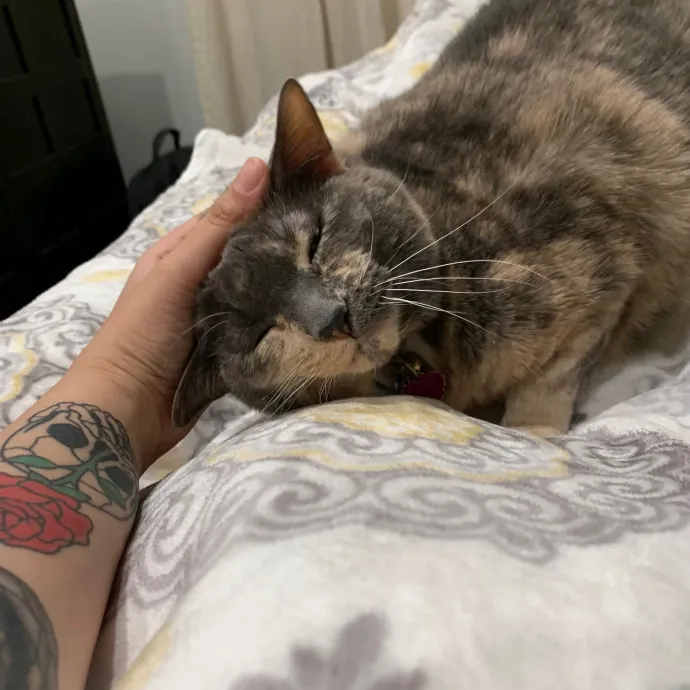 Cat Care Connoisseur