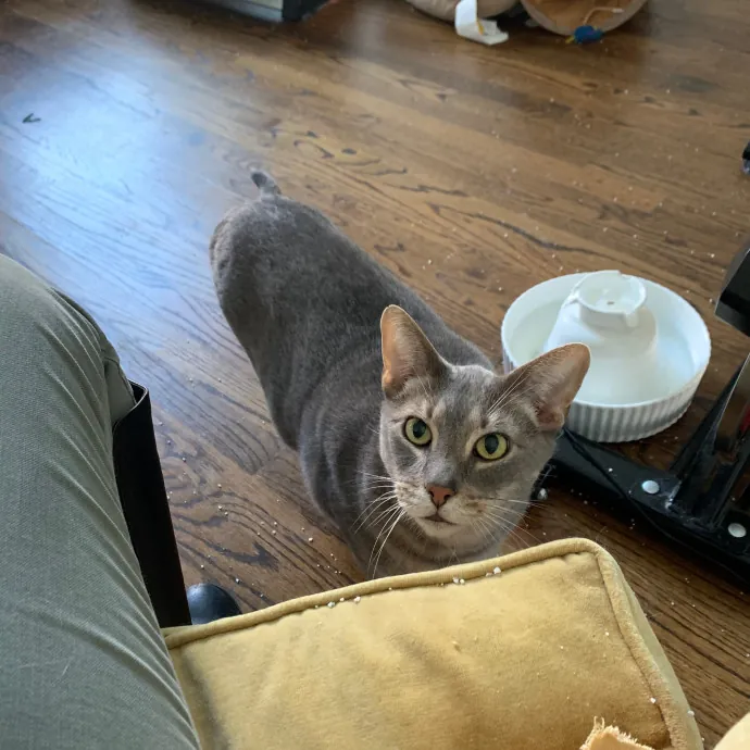 Cat Care Connoisseur