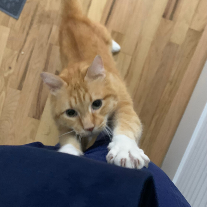 Cat Care Connoisseur