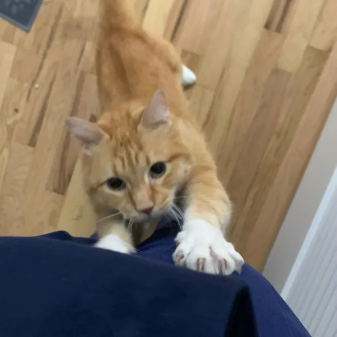 Cat Care Connoisseur