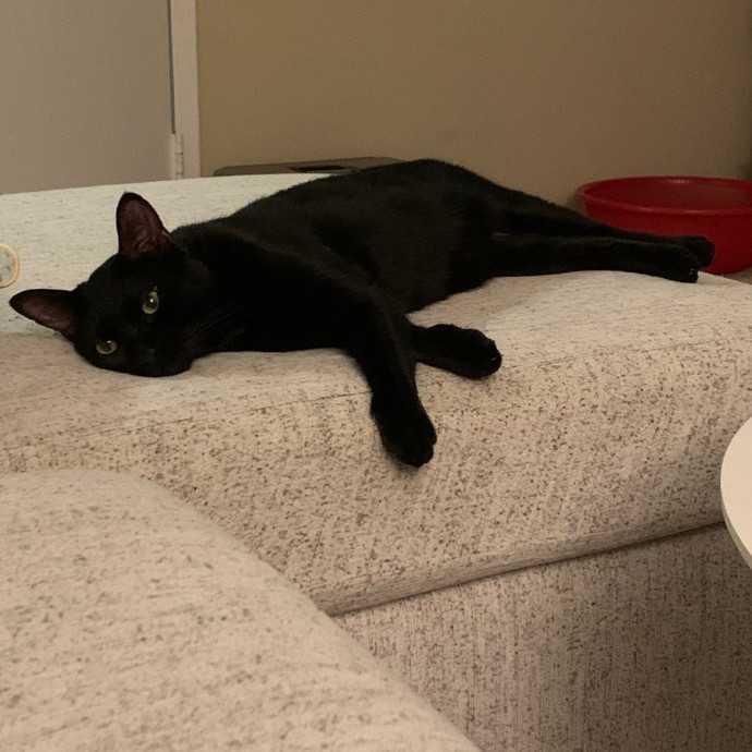 Cat Care Connoisseur