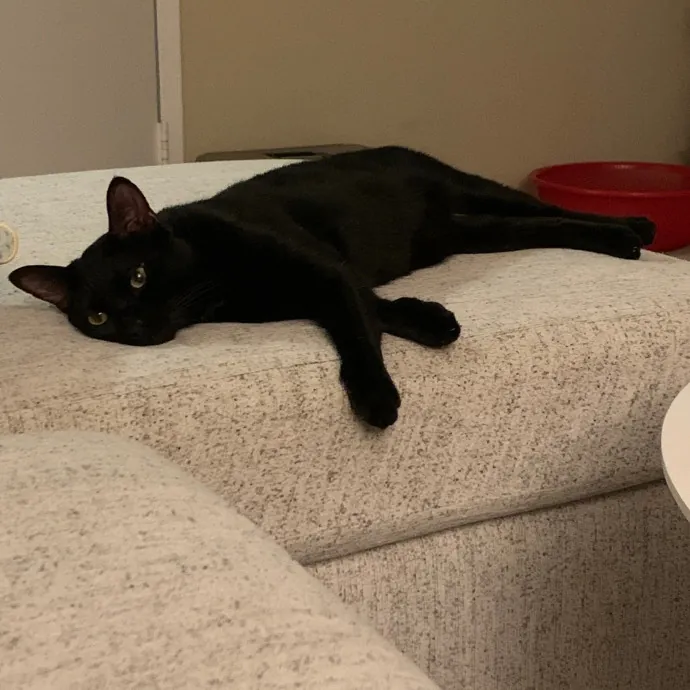 Cat Care Connoisseur