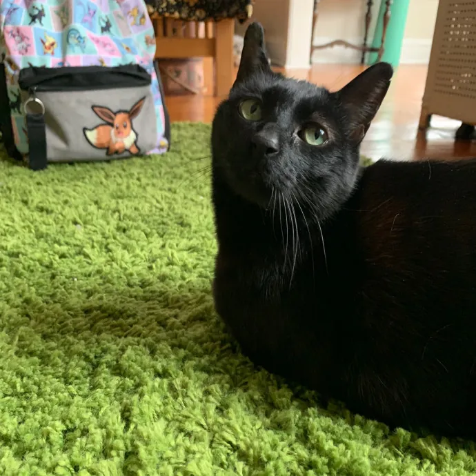 Cat Care Connoisseur