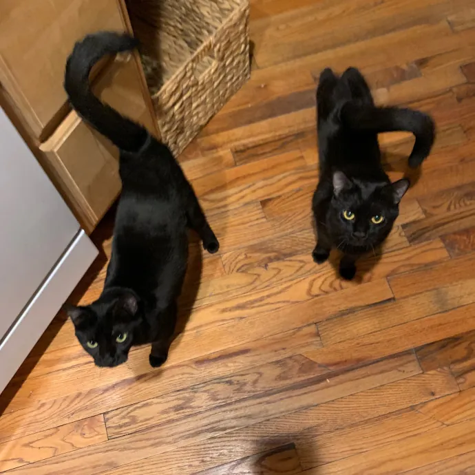 Cat Care Connoisseur