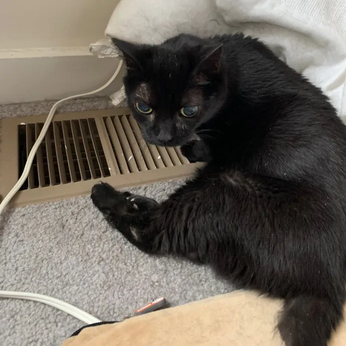 Cat Care Connoisseur