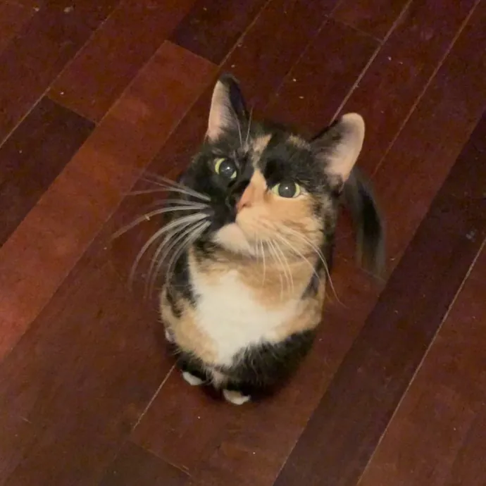 Cat Care Connoisseur