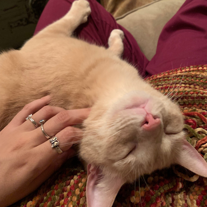 Cat Care Connoisseur
