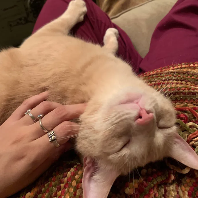 Cat Care Connoisseur