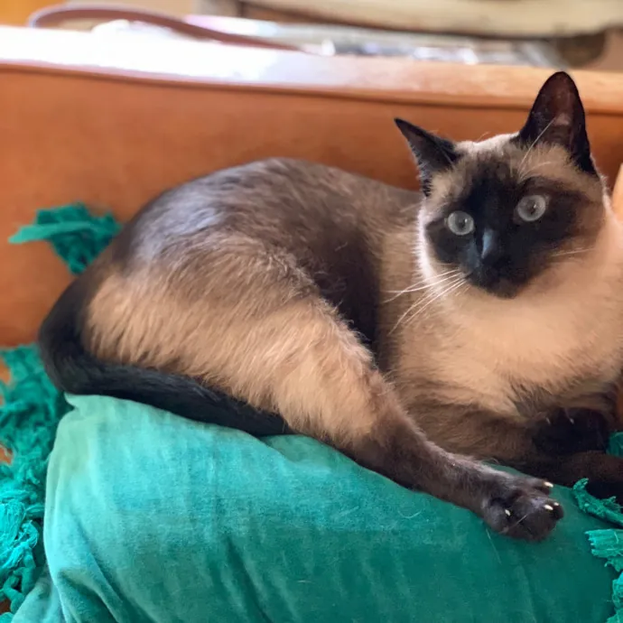 Cat Care Connoisseur