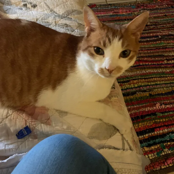 Cat Care Connoisseur