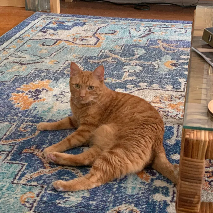 Cat Care Connoisseur