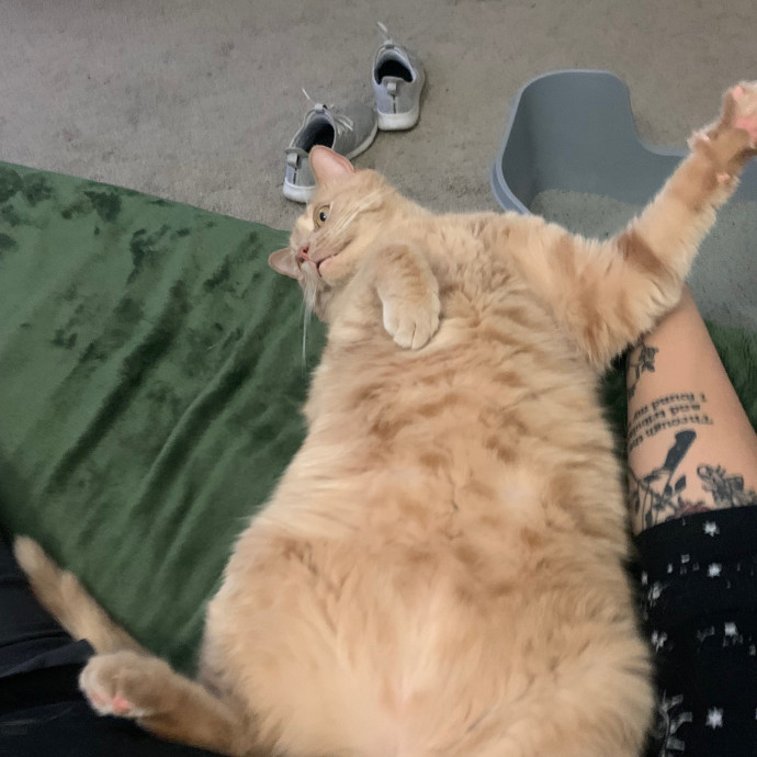 Cat Care Connoisseur