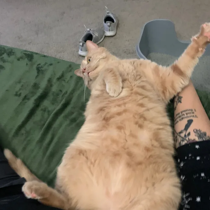 Cat Care Connoisseur