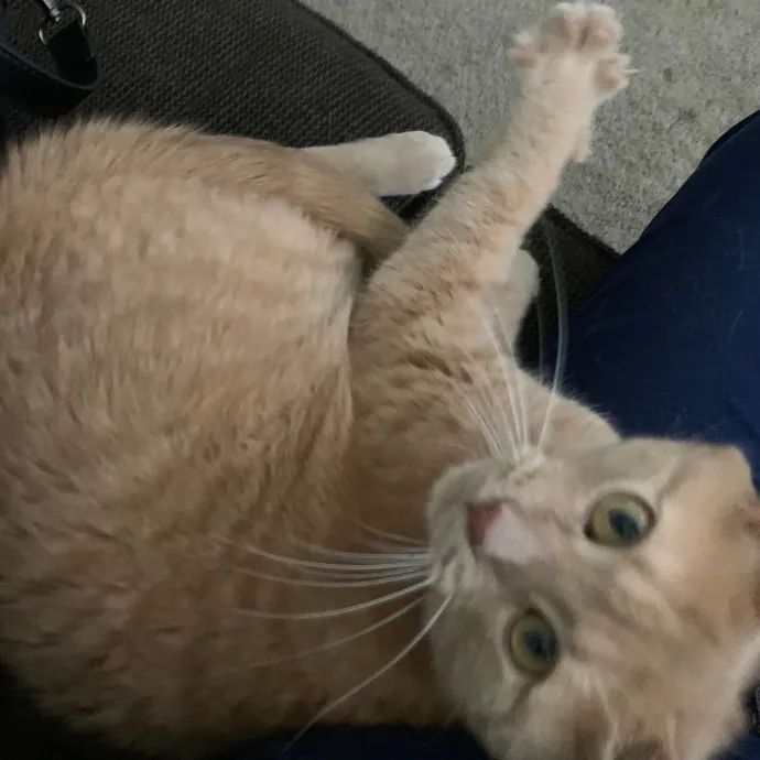 Cat Care Connoisseur