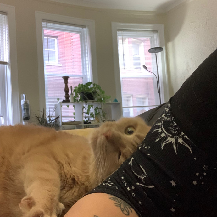 Cat Care Connoisseur