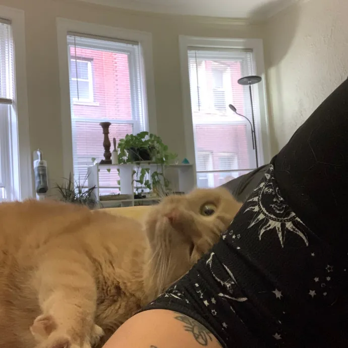 Cat Care Connoisseur