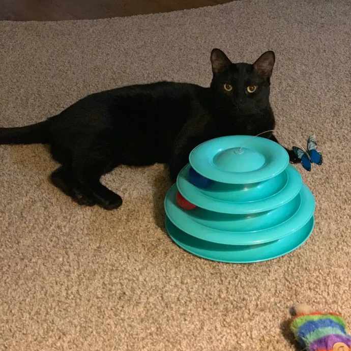 Cat Care Connoisseur