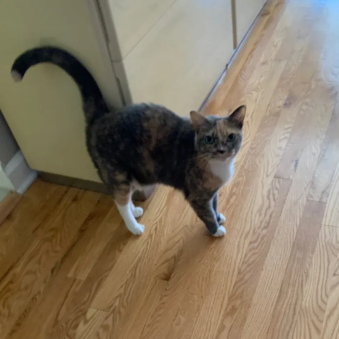 Cat Care Connoisseur