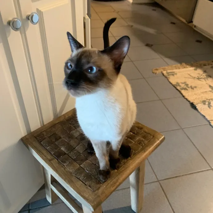 Cat Care Connoisseur