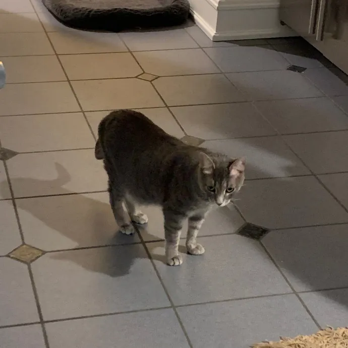 Cat Care Connoisseur