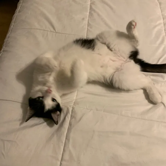 Cat Care Connoisseur