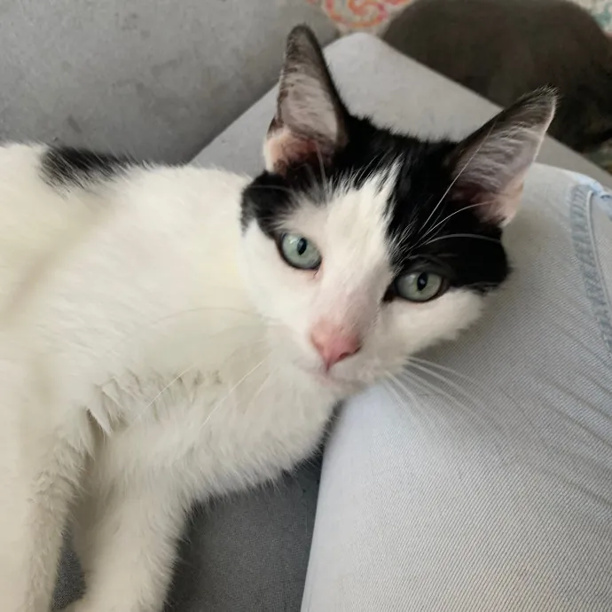 Cat Care Connoisseur