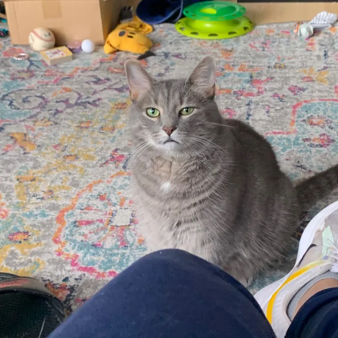 Cat Care Connoisseur