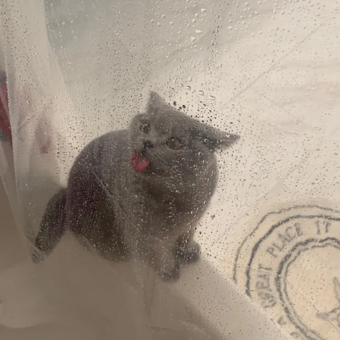 Cat Care Connoisseur