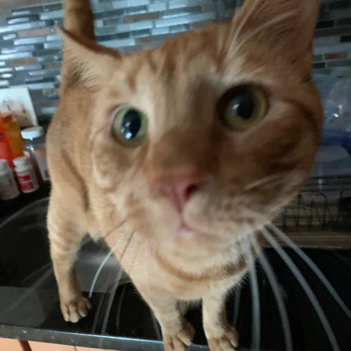 Cat Care Connoisseur