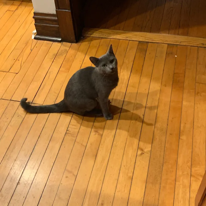 Cat Care Connoisseur