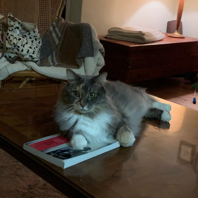 Cat Care Connoisseur