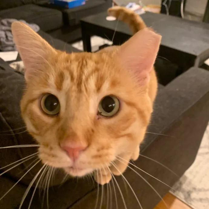 Cat Care Connoisseur