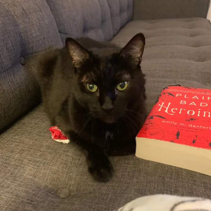 Cat Care Connoisseur