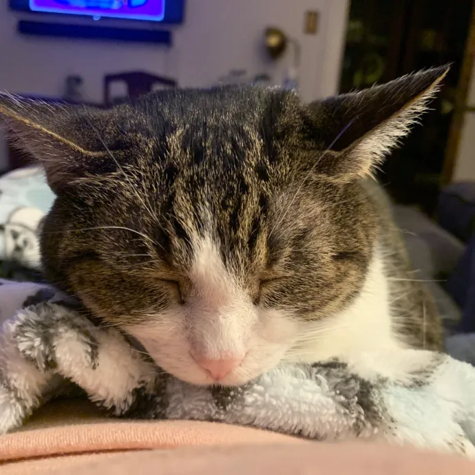 Cat Care Connoisseur