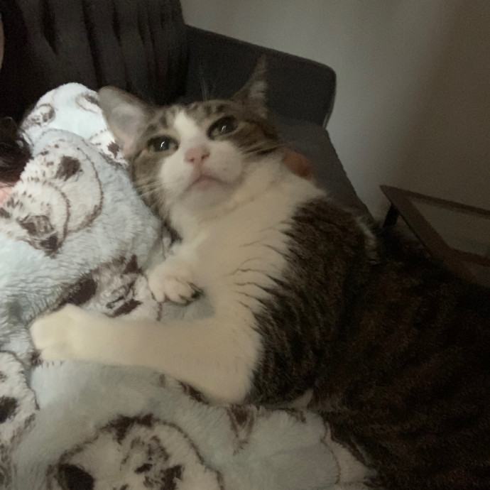 Cat Care Connoisseur