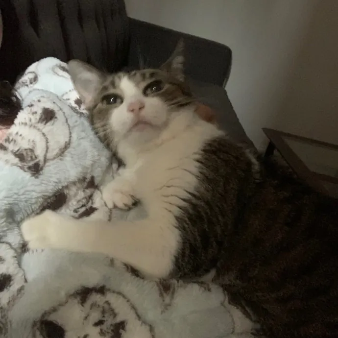 Cat Care Connoisseur