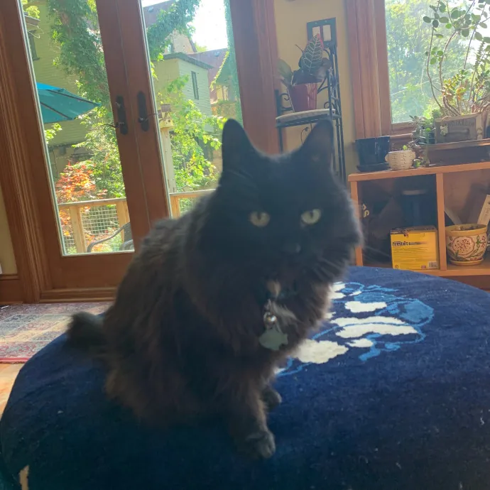 Cat Care Connoisseur