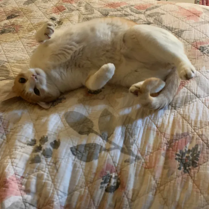 Cat Care Connoisseur