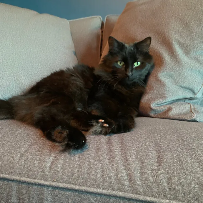 Cat Care Connoisseur