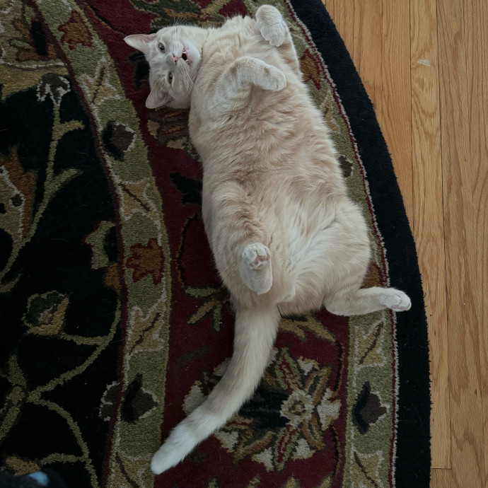Cat Care Connoisseur