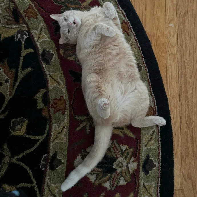 Cat Care Connoisseur