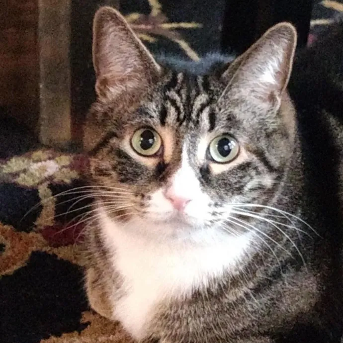 Cat Care Connoisseur