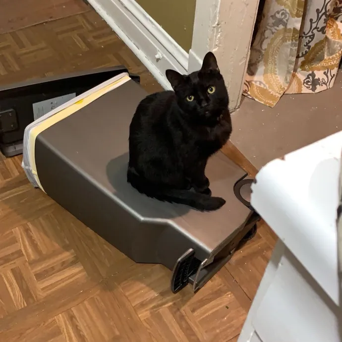 Cat Care Connoisseur