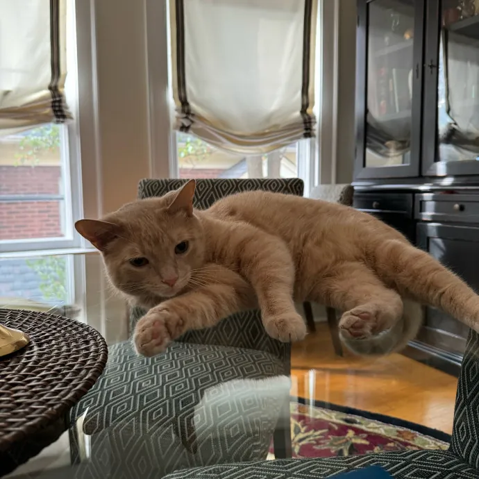 Cat Care Connoisseur