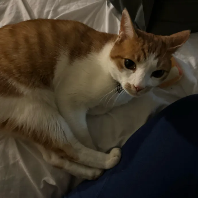 Cat Care Connoisseur