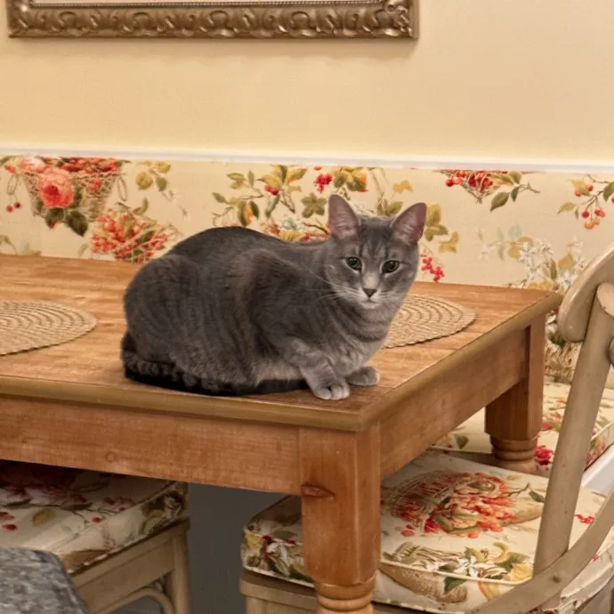 Cat Care Connoisseur