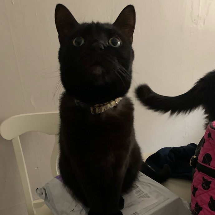 Cat Care Connoisseur