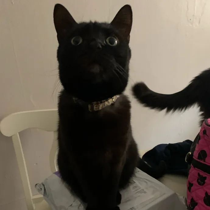 Cat Care Connoisseur