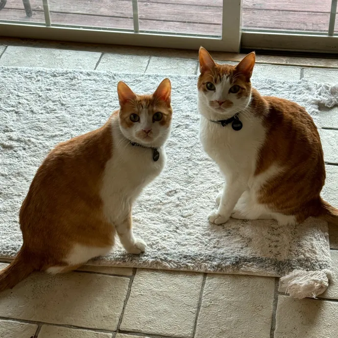 Cat Care Connoisseur