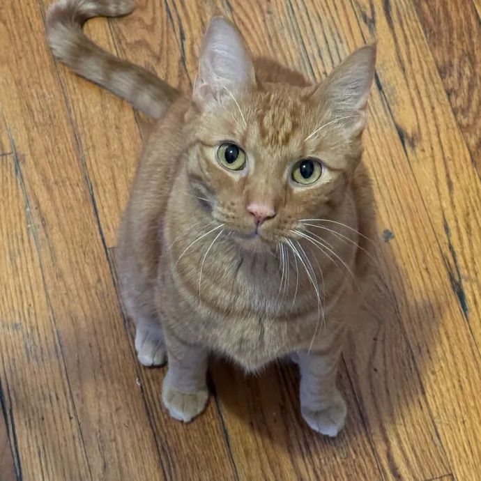 Cat Care Connoisseur